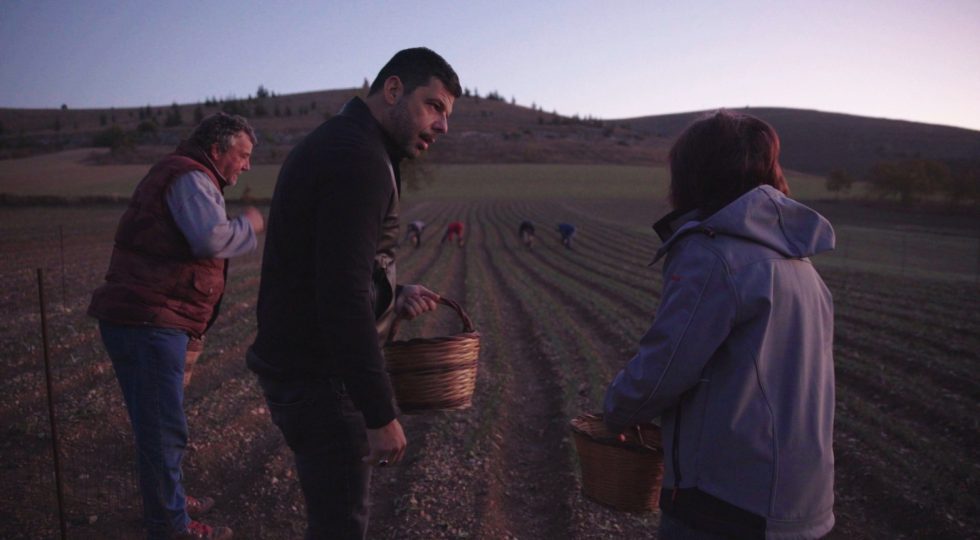 LO ZAFFERANO DELL’AQUILA A “PRIMA DELL’ALBA” SU RAI TRE, SALVO SOTTILE SUI CAMPI DI NAVELLI
