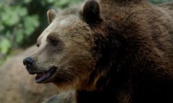 ORSO BRUNO, ORA MONITORAGGIO E CONSERVAZIONE SENZA CATTURA MA CON DNA