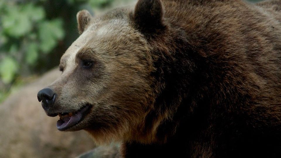CONVIVENZA UOMO-ORSO, PARCO DELLA MAJELLA UNICO IN ITALIA IN PROGETTO EUROPEO