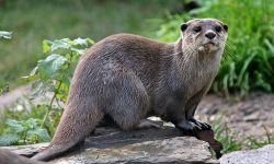 CONFERMATA LA PRESENZA STABILE DELLA LONTRA NEL PARCO NAZIONALE D’ABRUZZO