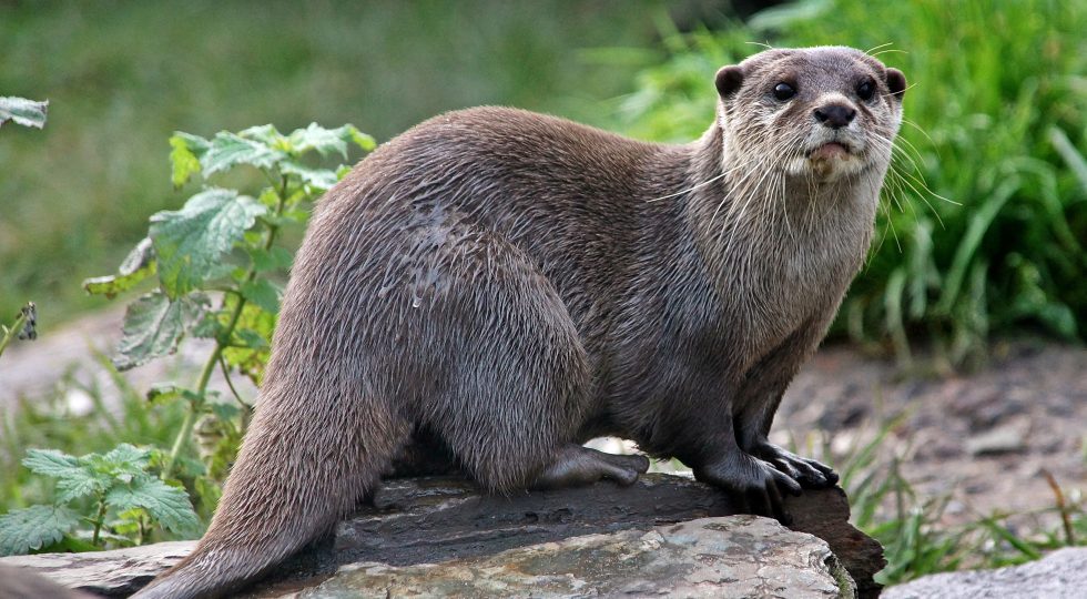 CONFERMATA LA PRESENZA STABILE DELLA LONTRA NEL PARCO NAZIONALE D’ABRUZZO
