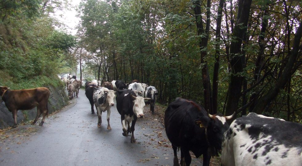 ANIMALI AL PASCOLO IN PERIODO NON CONSENTITO SULLE MONTAGNE DELL’AQUILANO, PRONTA LA STRETTA