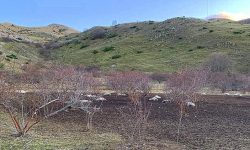 STRAGE DI OVINI SUI PASCOLI DI LUCOLI, L’OMBRA DELLA CRIMINALITÀ SULL’APPENNINO ABRUZZESE