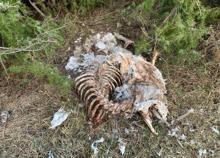 PASCOLI, PARLA AZIENDA: DAL NORD IN ABRUZZO PER RISPETTO NORME E NON PER SPECULAZIONI