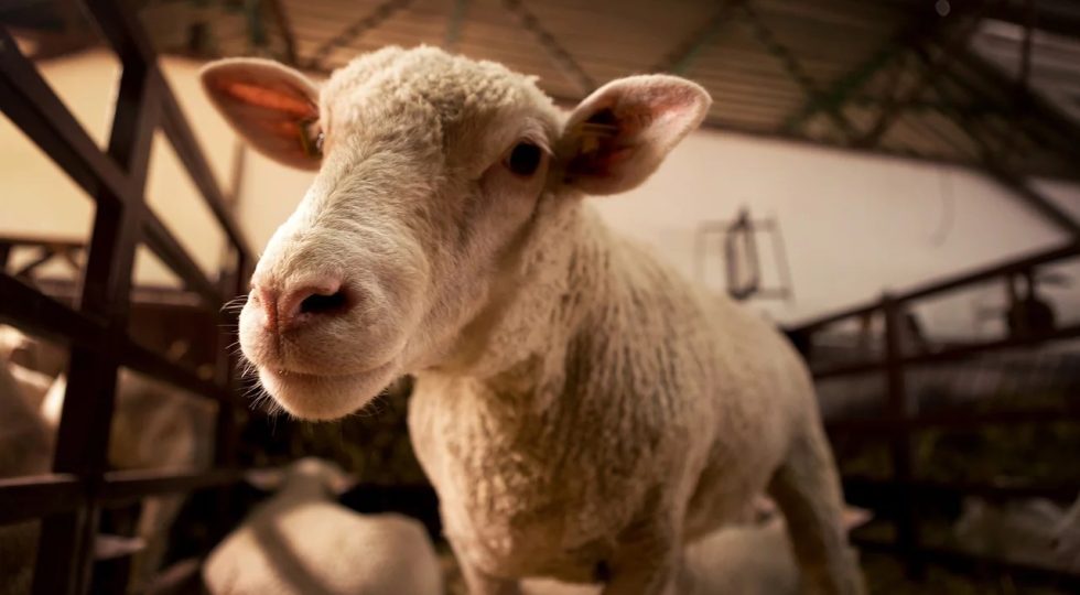 NASCE IL CONSORZIO AQUILANO DEI PRODUTTORI AGRICOLI