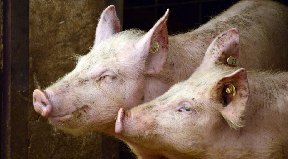 COVID: COLDIRETTI, CON CRACK STALLE A RISCHIO 100MILA OCCUPATI
