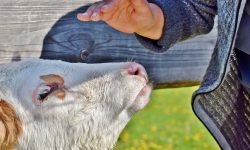 SANT’ANTONIO, A FAGNANO ALTO TORNA LA BENEDIZIONE DEGLI ANIMALI