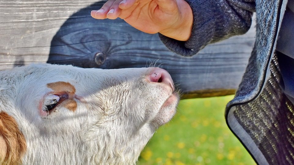 SANT’ANTONIO, A FAGNANO ALTO TORNA LA BENEDIZIONE DEGLI ANIMALI