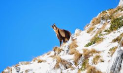 FARINDOLA CAPITALE DEL CAMOSCIO D’ABRUZZO, 3 GIORNI PER FESTEGGIARE IL RITORNO DELL’UNGULATO SUL GRAN SASSO