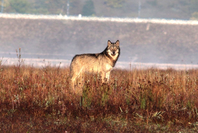 LUPI IBRIDI A CAMPOTOSTO, NUOVI SCENARI DI RICERCA SULLE DINAMICHE PREDATORIE