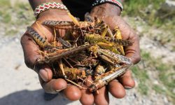 LOCUSTE DIVORANO RACCOLTI, IN UGANDA L’INSETTO DIVENTA CIBO ALTERNATIVO
