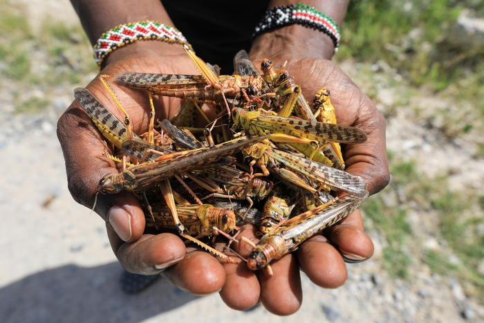 LOCUSTE DIVORANO RACCOLTI, IN UGANDA L’INSETTO DIVENTA CIBO ALTERNATIVO