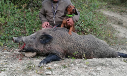 CINGHIALI DA PROBLEMA A RISORSA, IN ABRUZZO NASCE LA FILIERA CONTROLLATISSIMA DELLA CARNE