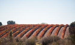 “LA VITICOLTURA STORICA IN ITALIA”, A PESCARA LA PRESENTAZIONE DEL LIBRO