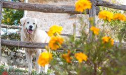 FIORI APPENNINICI IN POSA PER CONTEST DEL PARCO SIRENTE VELINO