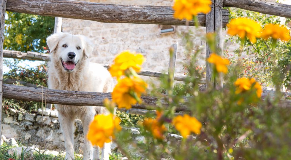FIORI APPENNINICI IN POSA PER CONTEST DEL PARCO SIRENTE VELINO