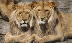 ASSICURATI ALIMENTI PER GLI ANIMALI DELLO ZOO D’ABRUZZO
