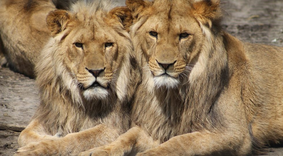 ASSICURATI ALIMENTI PER GLI ANIMALI DELLO ZOO D’ABRUZZO