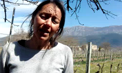 CON L’AUTOCERTIFICAZIONE IN VIGNA, DOVE LE LEGGI DELLA NATURA CONTINUANO A SCANDIRE IL TEMPO