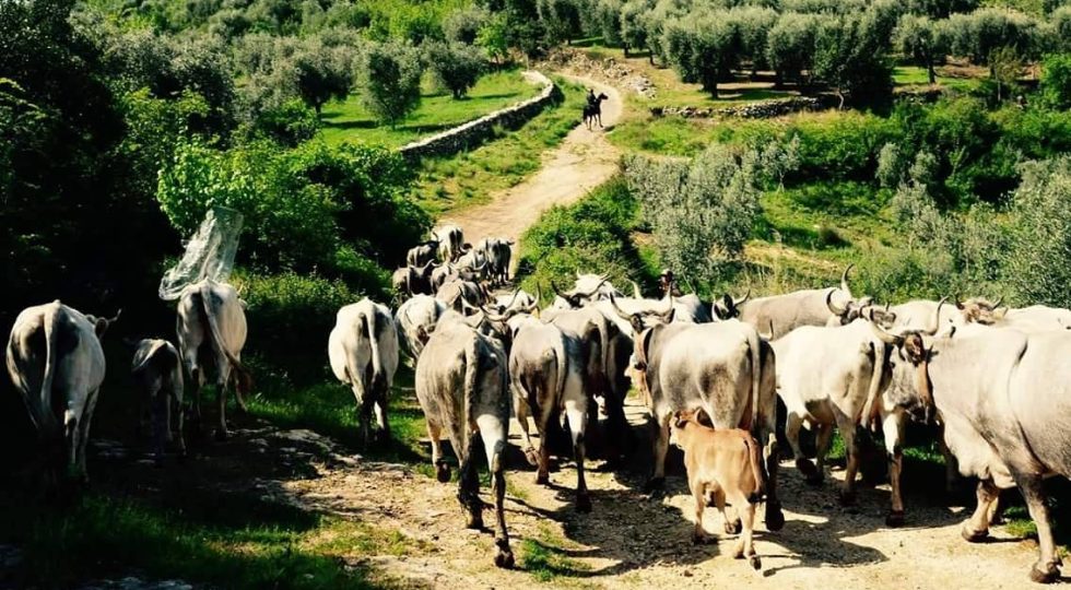 TRANSUMANZA, REGIONE SOSTIENE CANDIDATURA ANCHE PER PATRIMONIO MATERIALE UNESCO