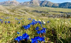 LA CORSA DEI LUPI NELLA MAGIA DI CAMPO IMPERATORE