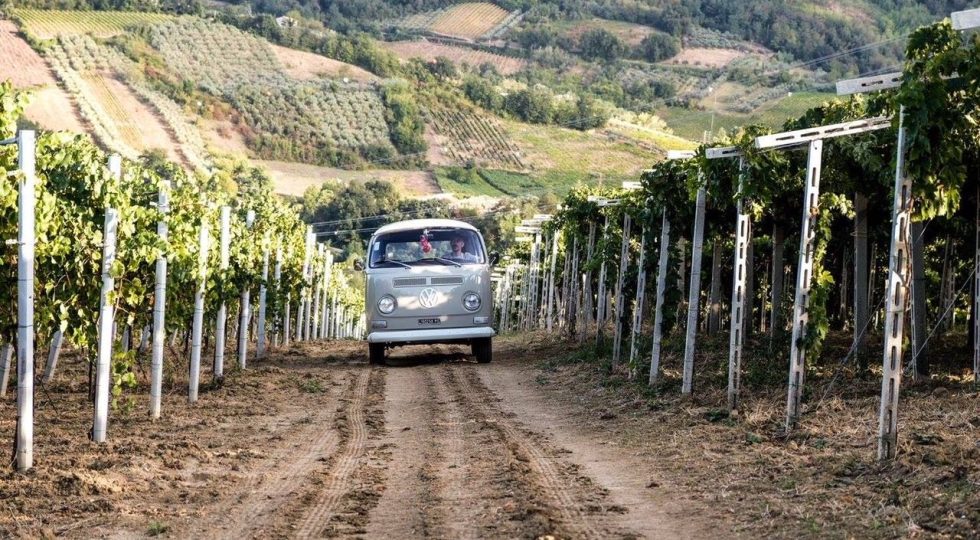 CANTINE APERTE, CODICE CITRA CON I WINELOVERS IN TOUR VIRTUALE TRA LE VIGNE
