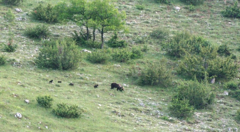 STRAORDINARIO NEL PARCO D’ABRUZZO: FEMMINA DI ORSO CON 4 CUCCIOLI
