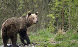 ORSO, ASSOCIAZIONE AIW: IL PARCO D’ABRUZZO FINIRÀ PER ESSERE UNICO POSTO SENZA ESEMPLARI