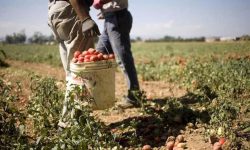 VICINA INTESA SU PERMESSO AI MIGRANTI PER LAVORO NEI CAMPI