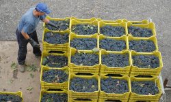 SÌ AL TAGLIO DEL COSTO DEL LAVORO IN AGRICOLTURA, PLAUSO DI COLDIRETTI