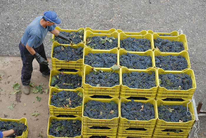 SÌ AL TAGLIO DEL COSTO DEL LAVORO IN AGRICOLTURA, PLAUSO DI COLDIRETTI