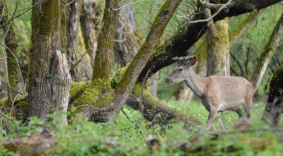 TURISMO NEI SITI UNESCO MENO NOTI, ANCHE ABRUZZO A CICLO DI INCONTRI ONLINE