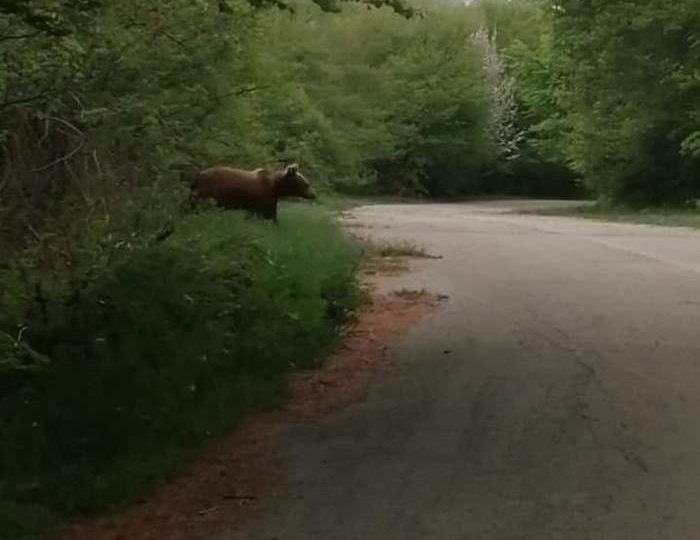 ORSO SUL VERSANTE PESCARESE DEL GRAN SASSO, “SCONFINAMENTO” ECCEZIONALE