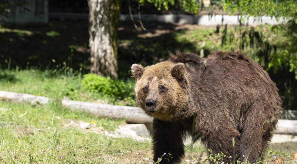 TRE ORSI SFRUTTATI IN LITUANIA IN ATTIVITÀ CIRCENSI TROVANO CASA IN ABRUZZO