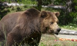ORSI, ASSOCIAZIONE AIW: SUBITO PROVVEDIMENTI CONTRO LO SBANDAMENTO