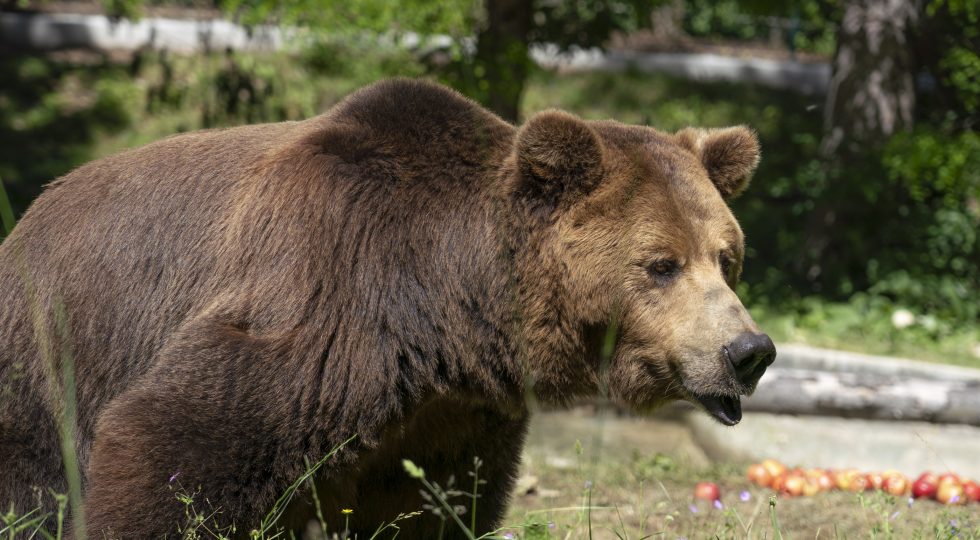 COSPA: IN ABRUZZO NUMERO DI ORSI RIDOTTO NONOSTANTE SOLDI SPESI PER LA TUTELA