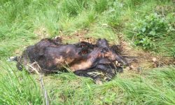 CINGHIALI UCCISI E BRUCIATI, COSPA DENUNCIA MATTANZA IN VALLE SUBEQUANA