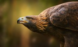 CON IL RIDIMENSIONAMENTO DEL PARCO SIRENTE-VELINO A RISCHIO I NIDI DI AQUILA REALE, FALCO E GUFO