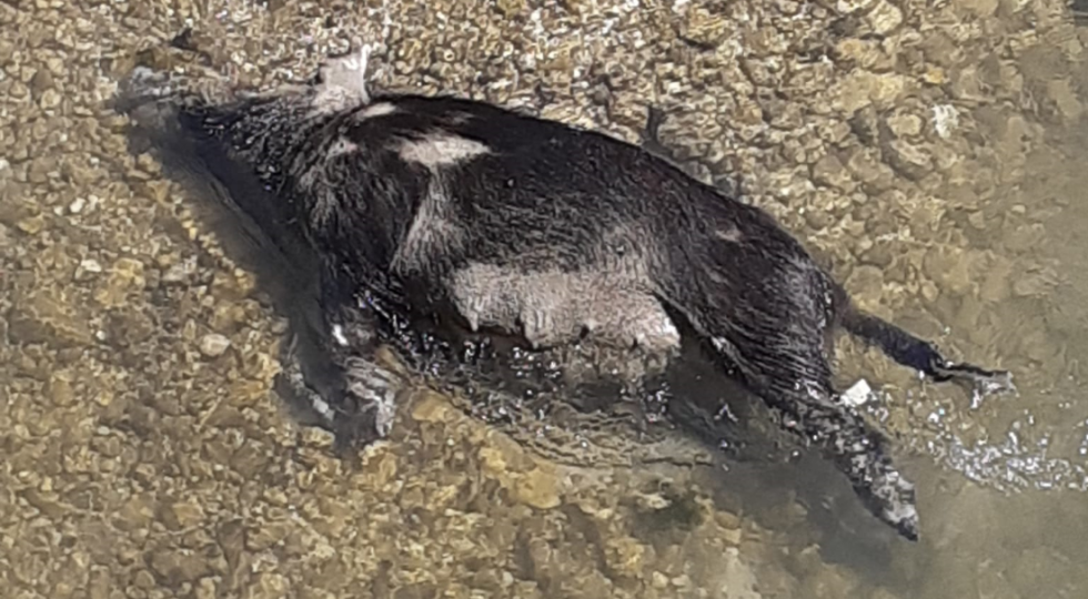 FEMMINA DI CINGHIALE UCCISA E ABBANDONATA NEL FIUME SAGITTARIO