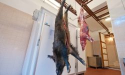 DA UN CINGHIALE CACCIATO NELL’AQUILANO SCOPERTI 4 CASI DI TRICHINELLOSI