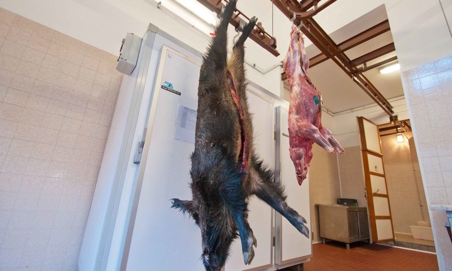 DA UN CINGHIALE CACCIATO NELL’AQUILANO SCOPERTI 4 CASI DI TRICHINELLOSI