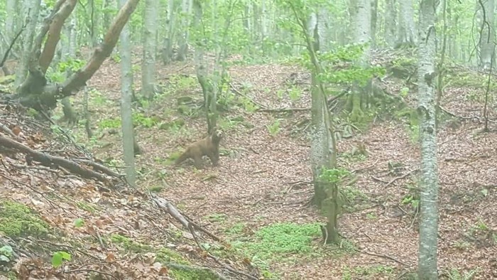 ORSO MARSICANO NEI BOSCHI DI ARQUATA, ALLEVATORE: MAI ACCADUTO DA QUESTE PARTI