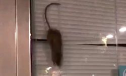 VIDEO TOPO IN VETRINA DIVENTA VIRALE, NAS CHIUDONO GELATERIA A PESCARA