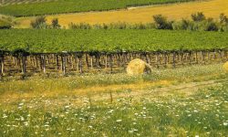 TURISMO DEL VINO, ARRIVA LA PRIMA EDIZIONE DI “PICNIC IN CANTINA”