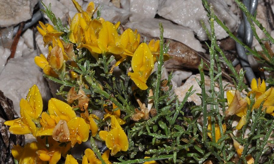 SPECIE RARISSIMA DI GINESTRA DEL PARCO GRAN SASSO A RISCHIO CON L’INCENDIO DIVAMPATO TRA ARISCHIA E PIZZOLI