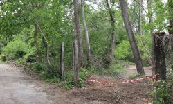 DISTRUZIONE DI UN BOSCO NEL PARCO SIRENTE VELINO, LA DENUNCIA DELLE ASSOCIAZIONI AMBIENTALISTE