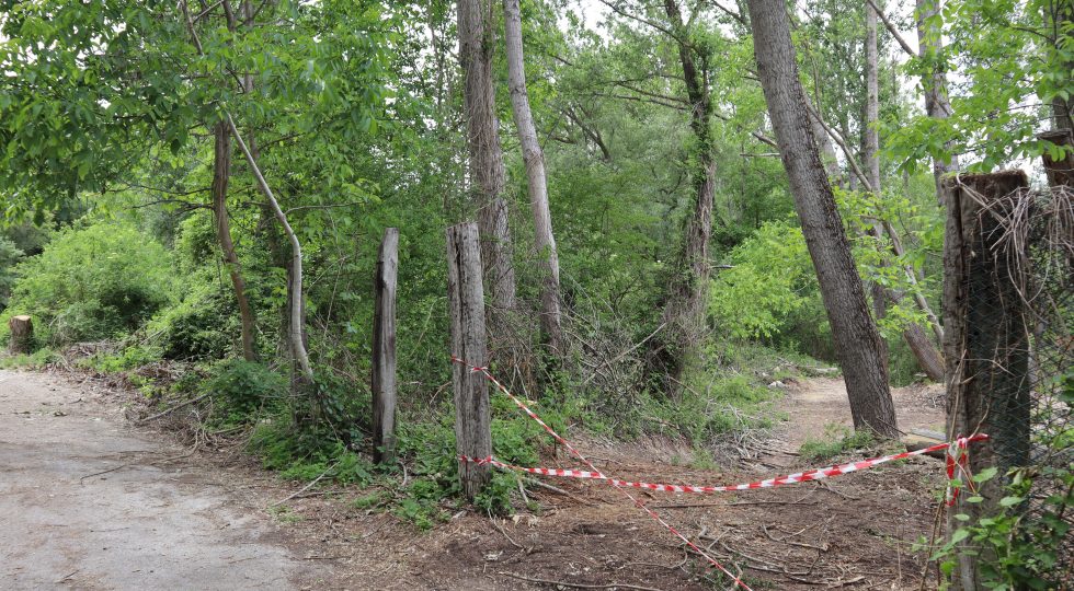 DISTRUZIONE DI UN BOSCO NEL PARCO SIRENTE VELINO, LA DENUNCIA DELLE ASSOCIAZIONI AMBIENTALISTE