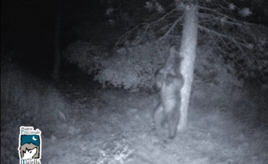 ORSO SI GRATTA SULL’ALBERO, LE IMMAGINI “RUBATE” SULLA MAJELLA