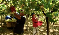 TOLLO, LA CITTÀ DEL VINO: UNA STORIA LUNGA 60 ANNI, TRA PASSATO, PRESENTE E FUTURO