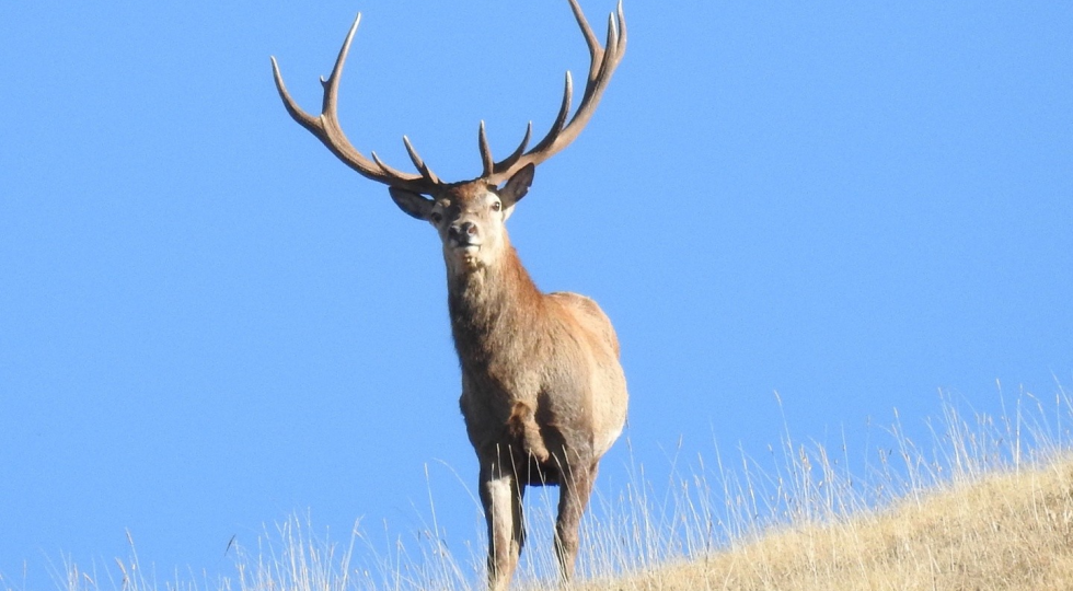 NEL PARCO SIRENTE VELINO AD ASCOLTARE IL BRAMITO DEI CERVI IN AMORE